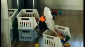 Смешная озвучка ролика с попугаем - смотреть видео (0:13)