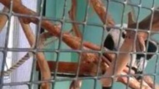 Неожиданный смех лемура - смотреть видео (0:28)