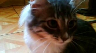 Кошка поедает сырой картофель - смотреть видео (2:12)