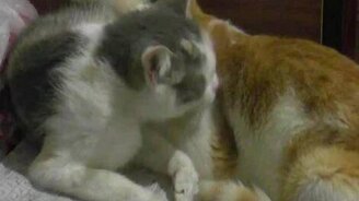 Видал, сосун!? - смотреть видео (3:05)