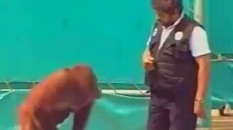 Обезьянье шоу - смотреть видео (1:21)