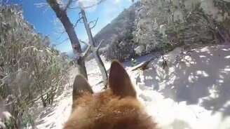 Собака - оператор на свадьбе - смотреть видео (2:08)