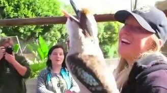 Уникальная кукабара - смотреть видео (0:59)