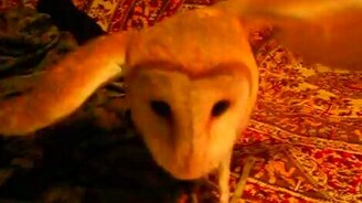 Сова против сердечка - смотреть видео (0:57)