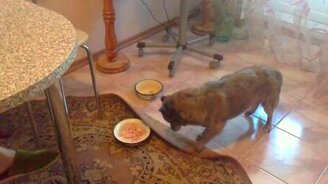 Собака - ковром еду накрывака - смотреть видео (1:09)