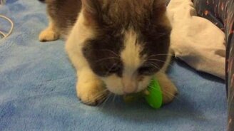 Месть кота хозяевам за ребёнка - смотреть видео (0:52)