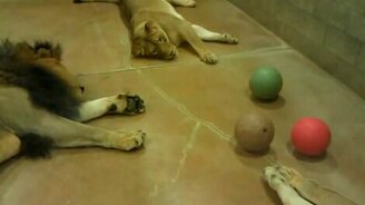 Львы играют с мячами - смотреть видео (3:53)