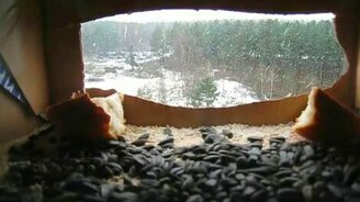 Синички и кормушка - смотреть видео (2:12)