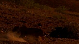 Жираф против льва - смотреть видео (0:44)