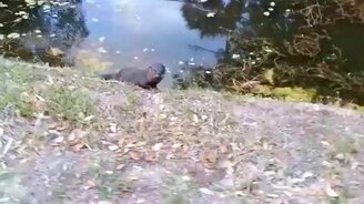 Какая ручная выдра - смотреть видео (4:00)