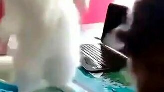 Лицемерные кошки - смотреть видео (0:09)