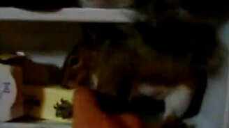 Жадная белочка - смотреть видео (0:35)