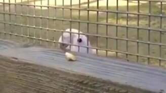 Попугай-инженер - смотреть видео (1:14)