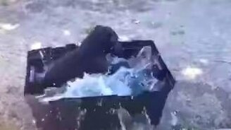 Собака-плескака - смотреть видео (0:29)