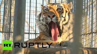 Как козёл с тигром подружился - смотреть видео (2:50)