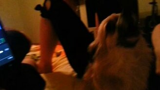 Собачонка подпевает певице - смотреть видео (0:45)