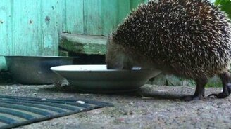Дикий ёжик трапезничает - смотреть видео (1:30)