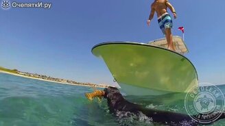 Собаки ловят лобстеров - смотреть видео (0:48)