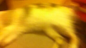 Кошка спит, как убитая - смотреть видео (0:42)