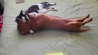 Кошка успокаивает таксу - смотреть видео (0:50)