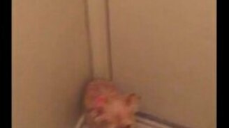 Собака не пускает хозяина - смотреть видео (0:47)