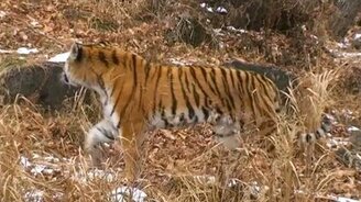 Дружба Амура и Тимура - смотреть видео (2:47)