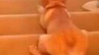 Фирменный спуск с лестницы - смотреть видео (0:11)