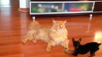 Собачонка дразнит рыжего кота - смотреть видео (1:37)