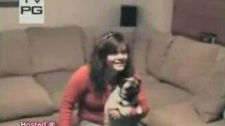 Пугливый бульдог - смотреть видео (0:28)