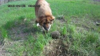 Собака против ёжика - смотреть видео (0:45)