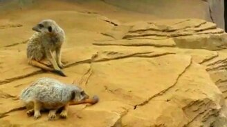 Сурикат провалился в сон - смотреть видео (0:07)