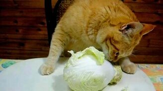 Я на диете и я не сдамся! - смотреть видео (1:22)