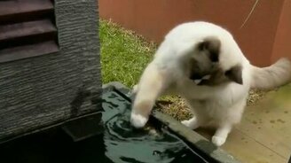 Кот спасает рыбёшку - смотреть видео (0:11)