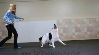 Танец собаки и её хозяйки - смотреть видео (1:56)