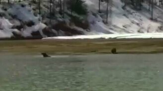 Медведь гонится за лосем - смотреть видео (1:20)