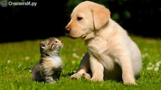 Почему кошки конфликтуют с собаками - смотреть видео (2:46)