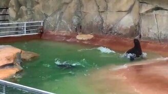 Морские львы резвятся - смотреть видео (0:17)