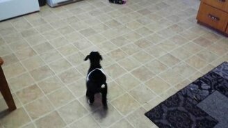 Девушка учит козлёнка - смотреть видео (0:29)