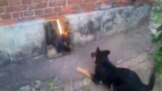 Пёс-подросток против своего отражения - смотреть видео (1:48)