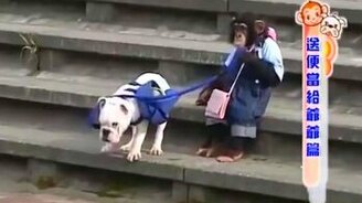 Как бульдог и шимпанзе речку преодолевали - смотреть видео (2:50)