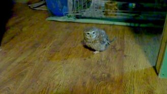 Сычи охотятся на тараканов - смотреть видео (4:38)