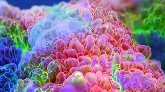 Дивный подводный мир - смотреть видео (3:29)