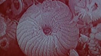 Начните смотреть - не оторвётесь! - смотреть видео (9:21)