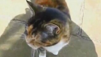 Сборник приколов с котами - смотреть видео (5:46)