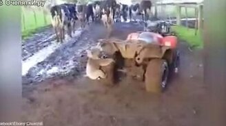 Коала тоже хочет квадроцикл - смотреть видео (1:23)