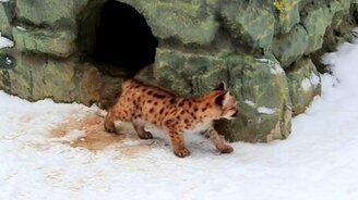 Детёныши пумы - смотреть видео (2:44)