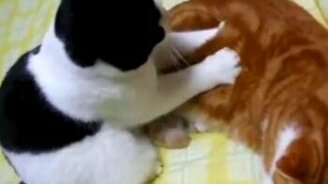 Прикольные кошки и белки - смотреть видео (4:05)