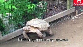 Черепаха выручает черепаху - смотреть видео (0:28)