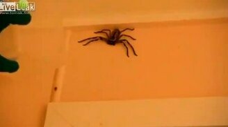 Миссия: поймать паука - смотреть видео (7:31)