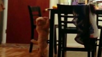 Кто разумнее, тот и победил - смотреть видео (0:32)